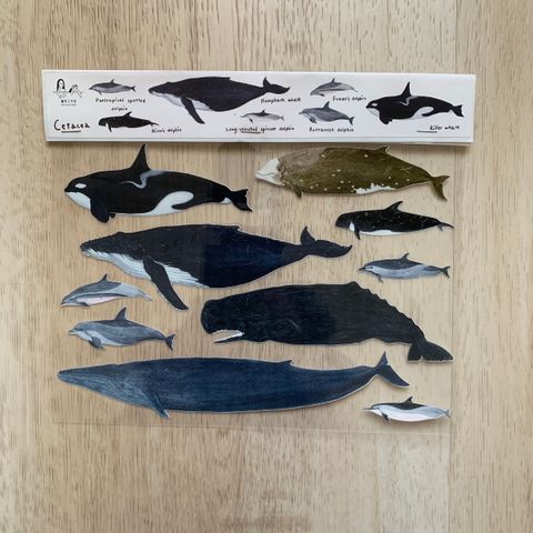 transfersticker_cetacea_1