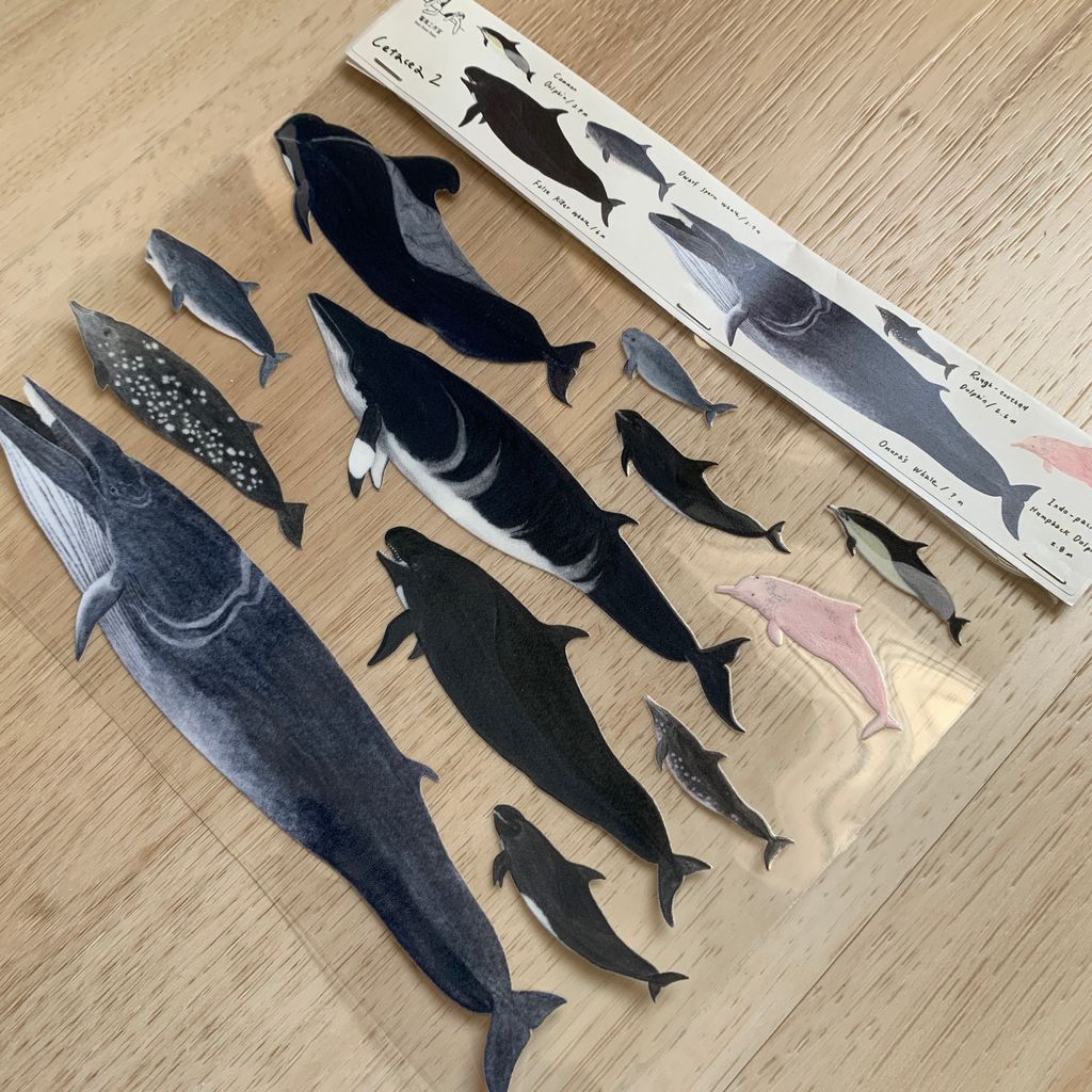 transfersticker_cetacea2_2