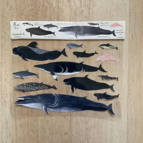 transfersticker_cetacea2_1