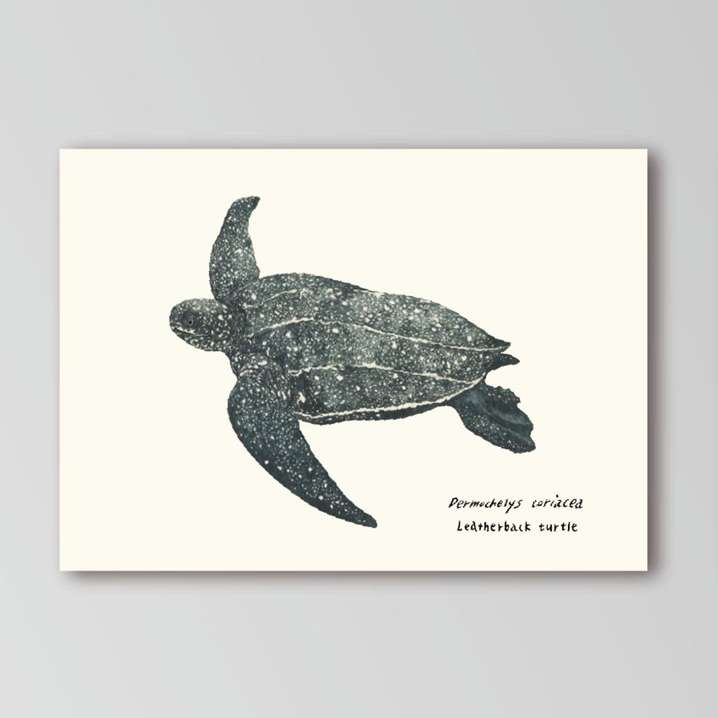 postcard-leatherback.jpg