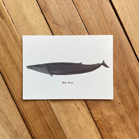 postcard-front-bluewhale.jpg