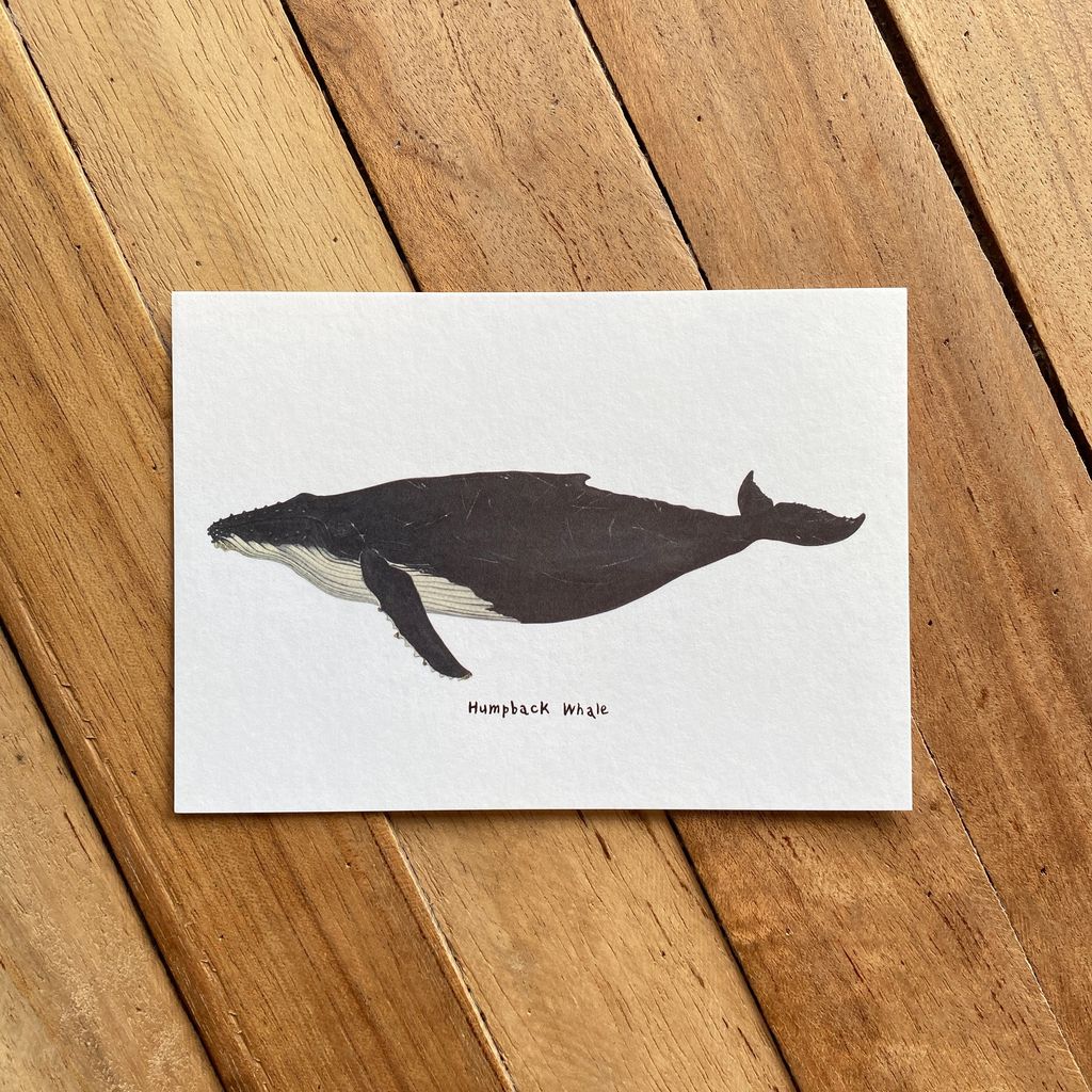 postcard-front-humpbackwhale.jpg