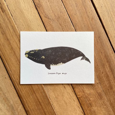 postcard-front-southernrightwhale.jpg