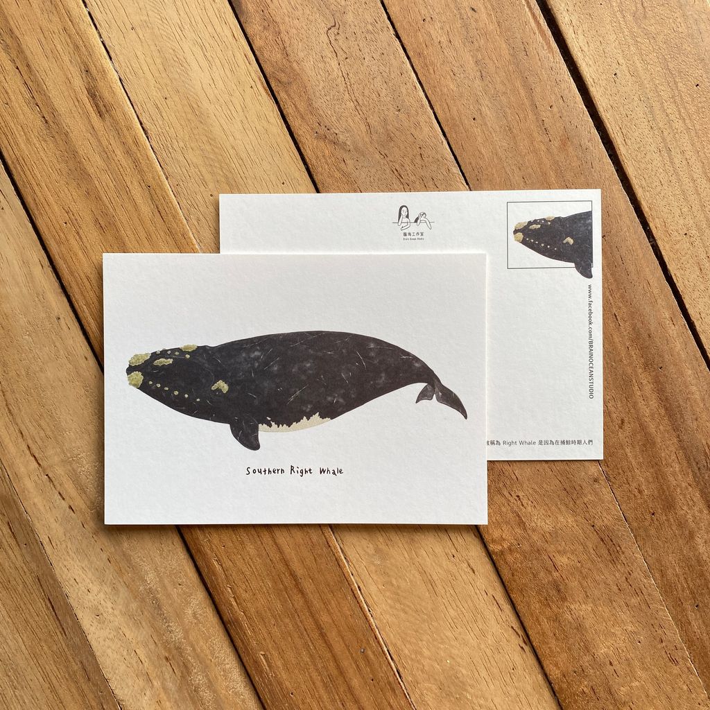 postcard-southernrightwhale.jpg
