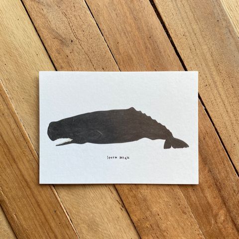 postcard-front-spermwhale.jpg