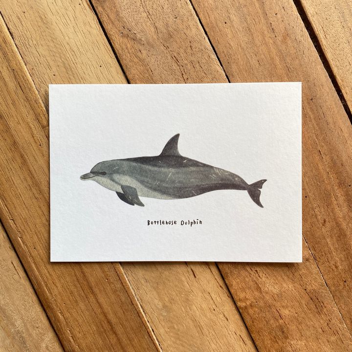 postcard-front-bottlenosedolphin.jpg