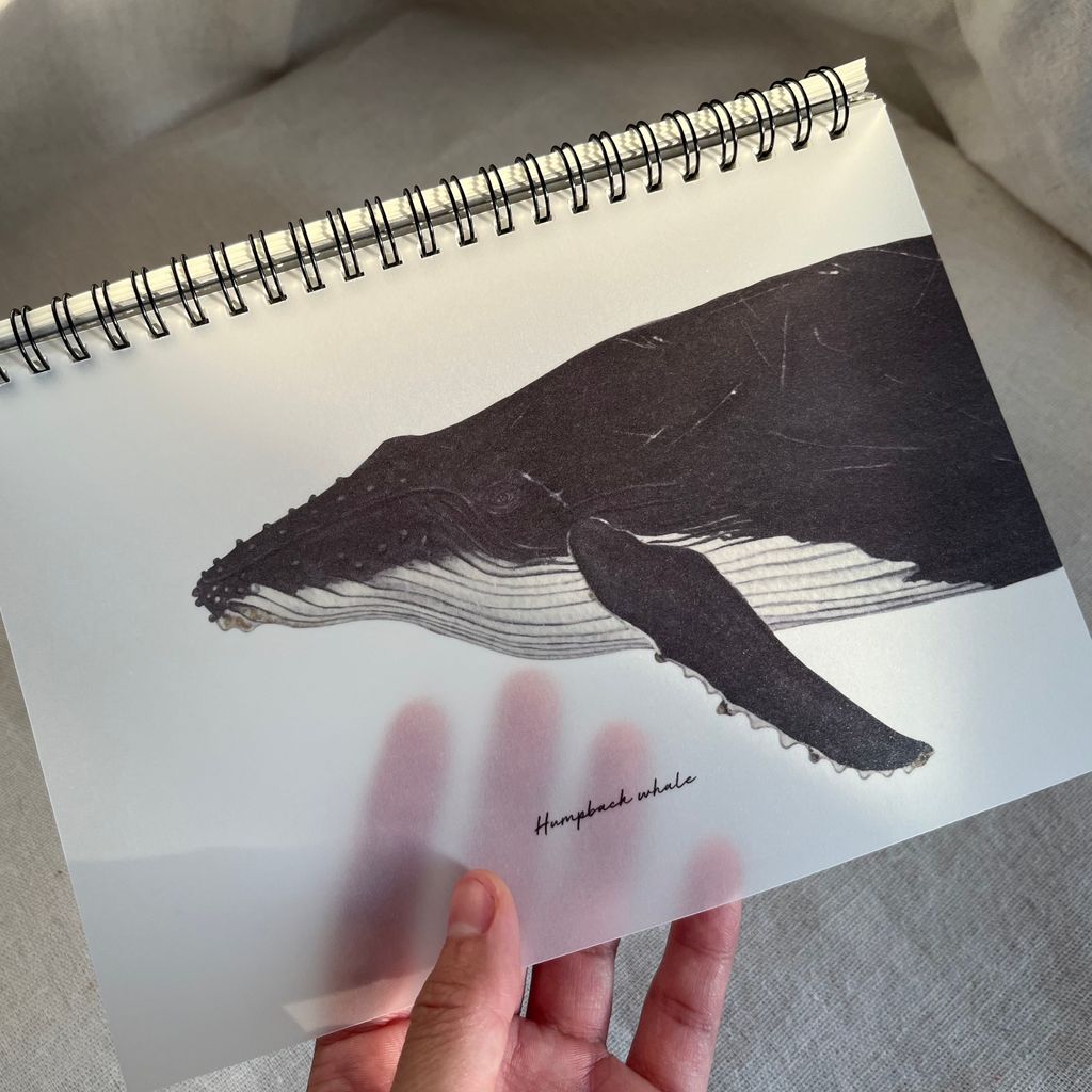 notebook-whales0