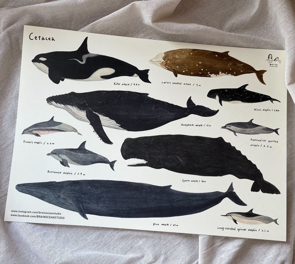 poster-whales