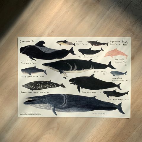 poster-whales2-0