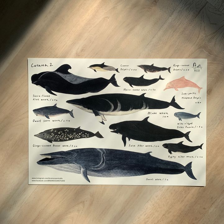 poster-whales2-0