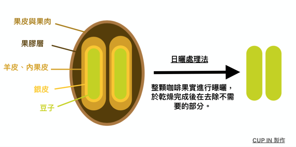 Coffee bean - Natural processing.png