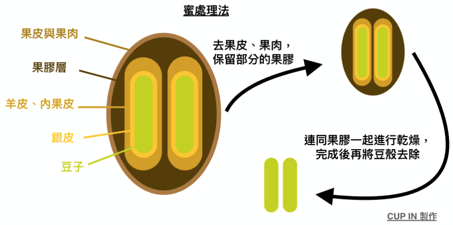 Coffee bean - Honey processing.png