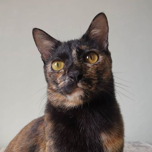 Brownie In Charge | What are you looking for? - FOR CAT
