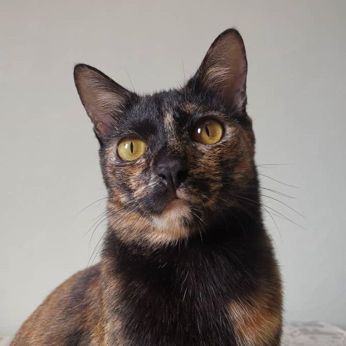Brownie In Charge | What are you looking for? - FOR CAT