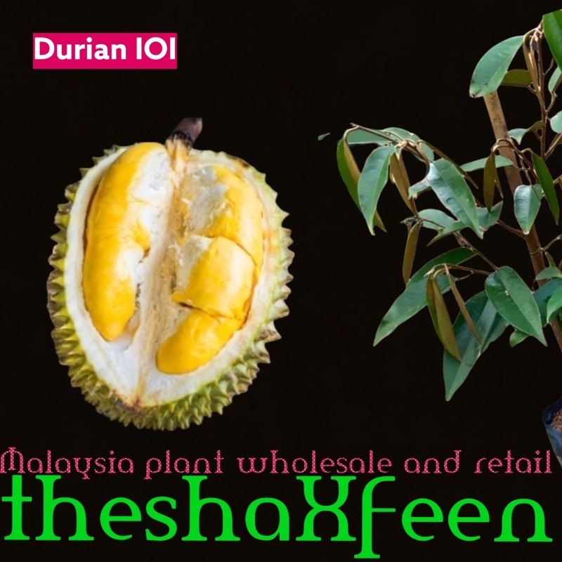 Pokok durian ioi hajah hasmah mas muar theshaxfeen