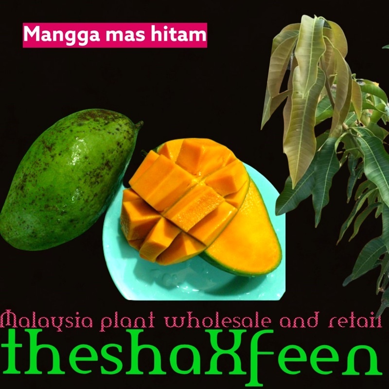 Pokok mangga mas hitam theshaxfeen