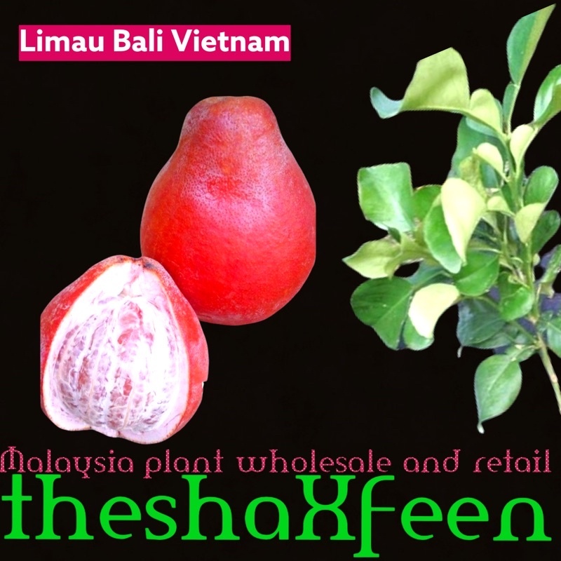Pokok limau bali vietnam theshaxfeen