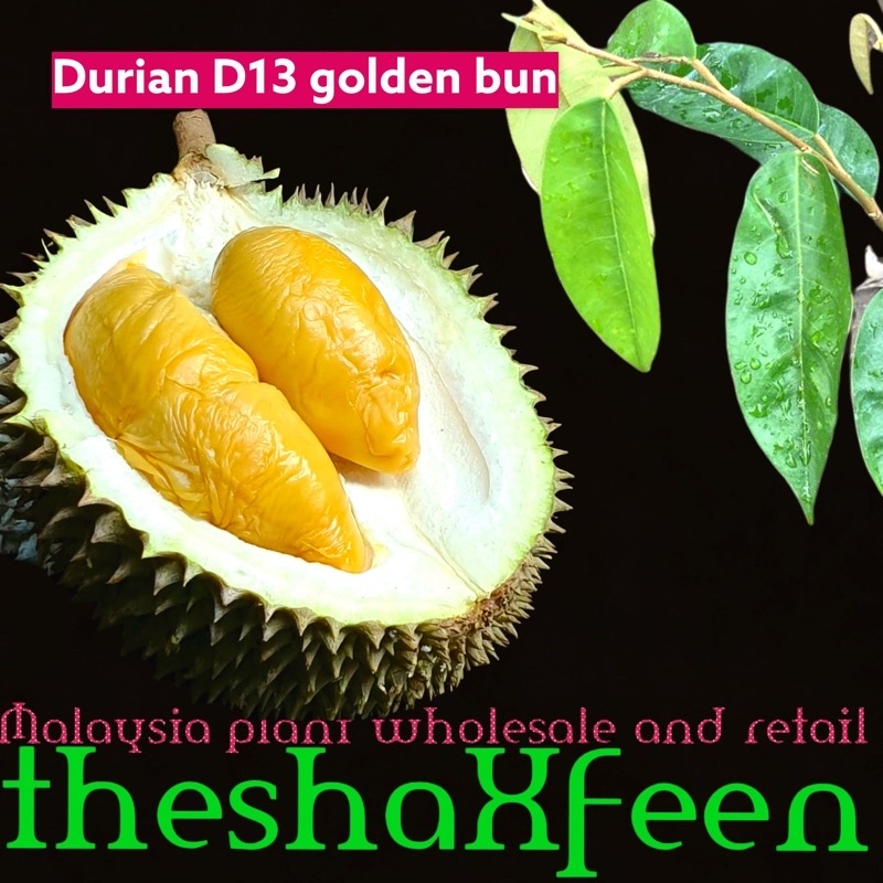 Pokok durian D13 golden bun theshaxfeen