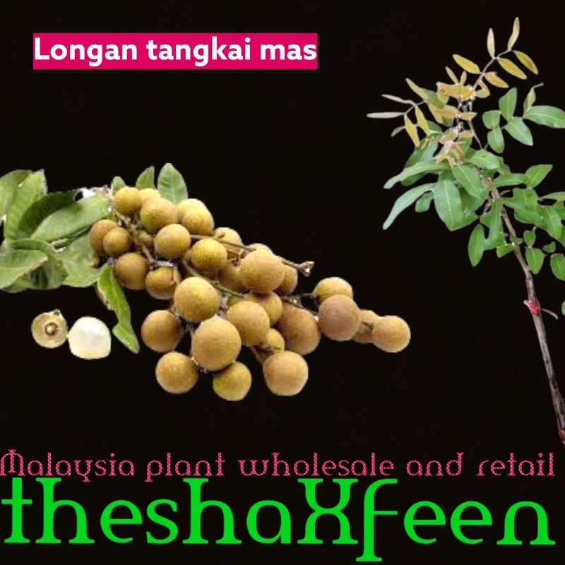 Pokok longan tangkai mas theshaxfeen