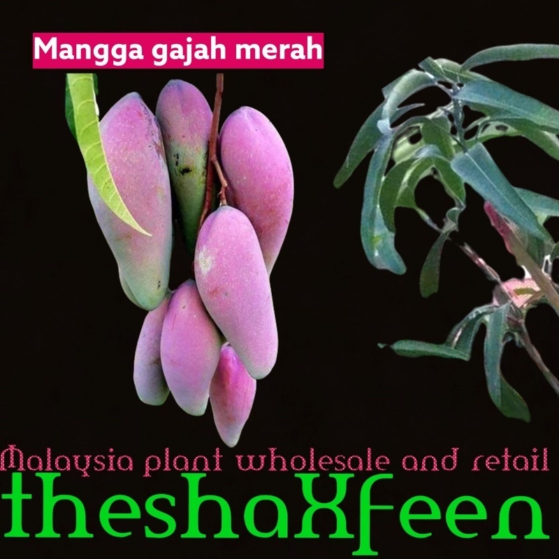 Pokok mangga gajah merah theshaxfeen – THESHAXFEEN