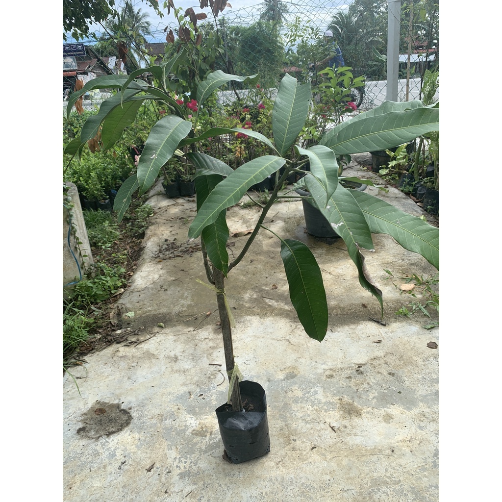 Pokok mangga gajah merah theshaxfeen – THESHAXFEEN