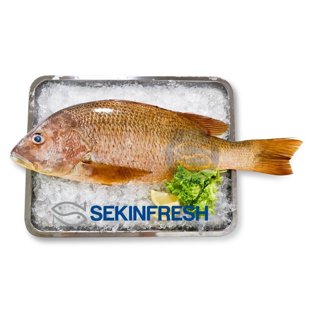 Golden Snapper Whole.jpg