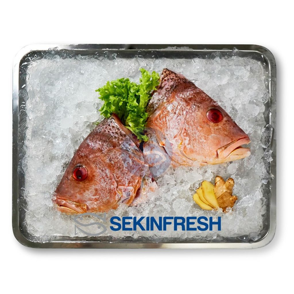 Golden Snapper head.jpg
