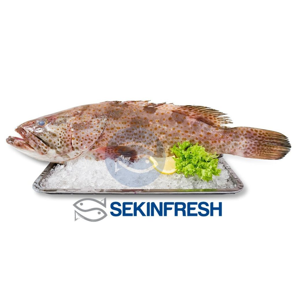 Grouper Whole.jpg