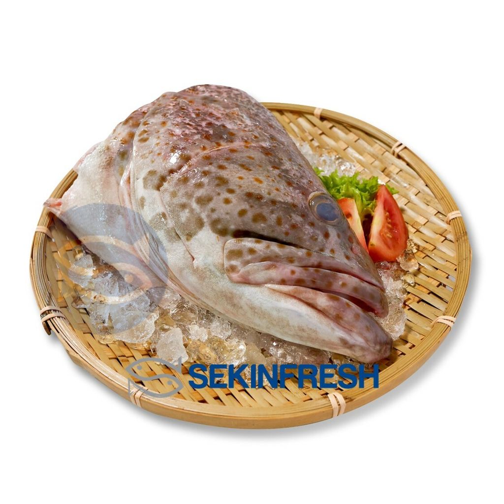 Grouper Head.jpg