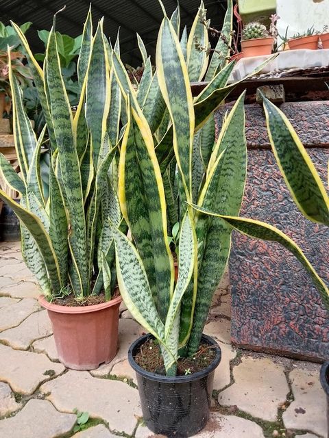 IMG_20230702_085420 (1)