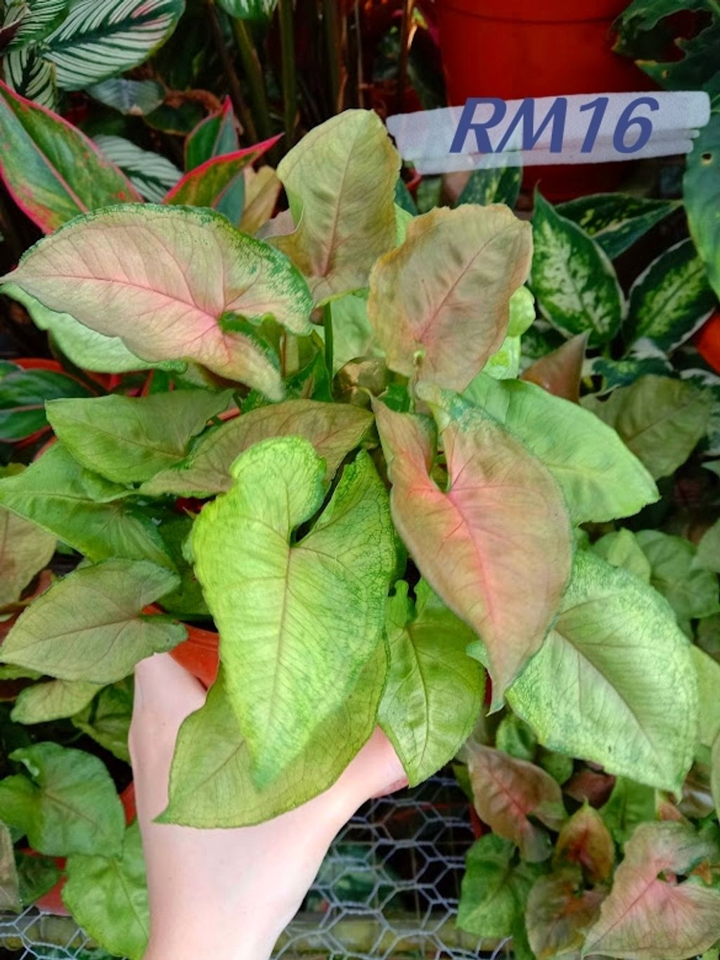 IMG_20220711_180250_副本