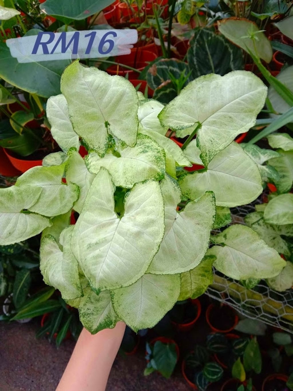 IMG_20220711_175913_副本