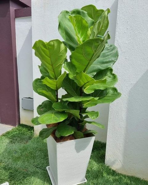 FB_IMG_1663742457532