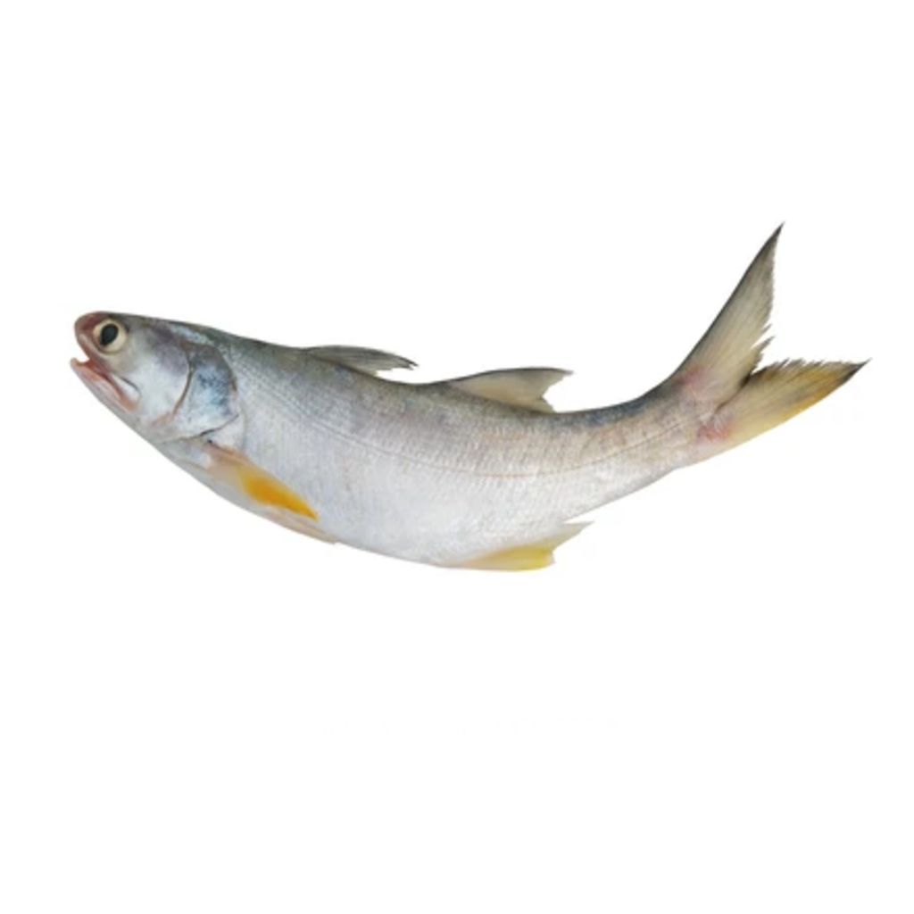 threadfin.jpg