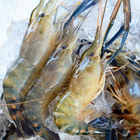 fresh water prawns.jpg