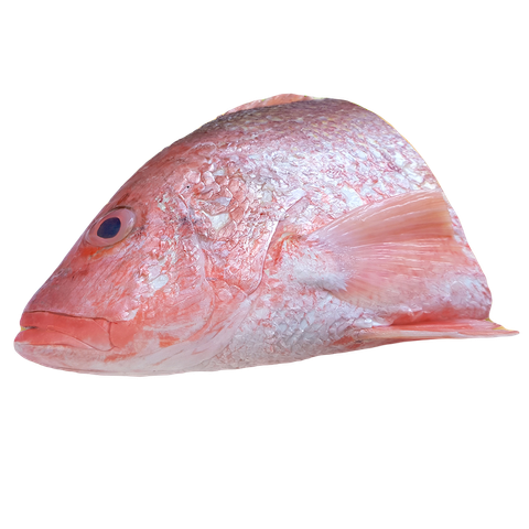 red snapper head.png