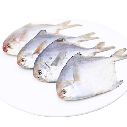 小白鲳鱼.jpg