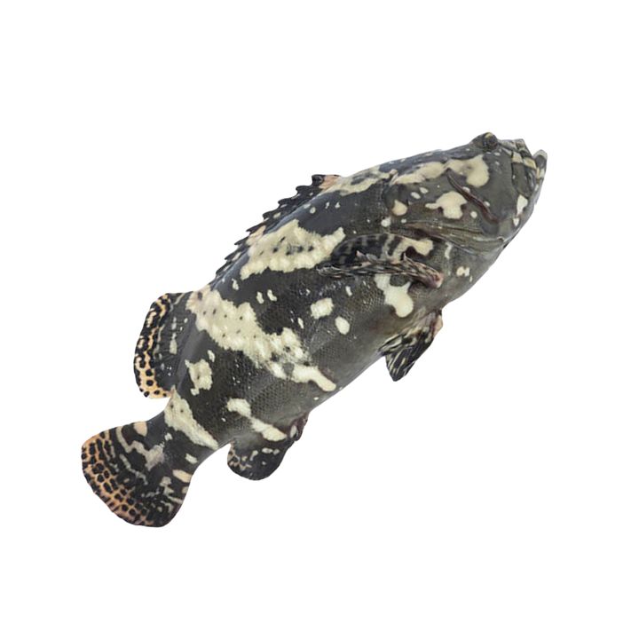 龙虎斑