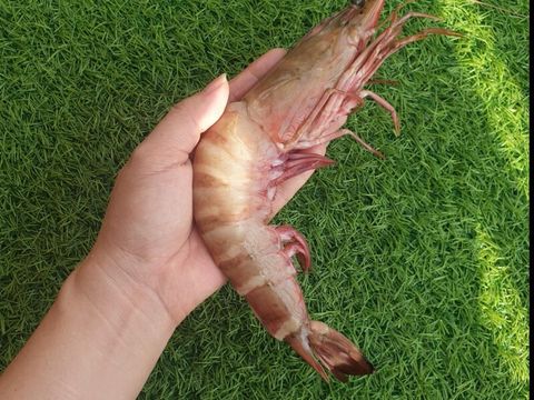 sabah-deep-sea-tiger-prawn-800x600
