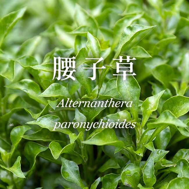 新化養生藥膳園 | 常用青草植物介紹 - 