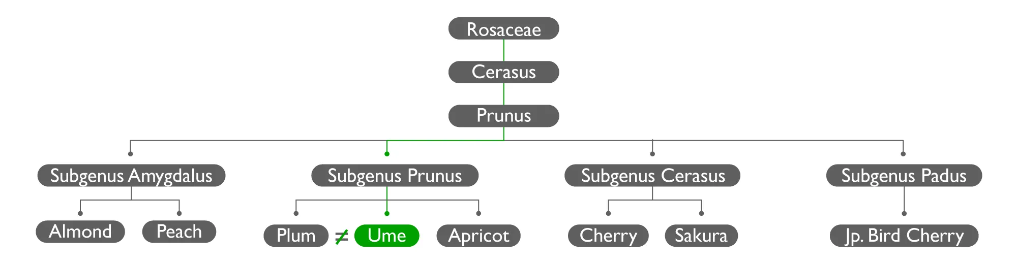 0914_Ume_FamilyTree_desktop.png