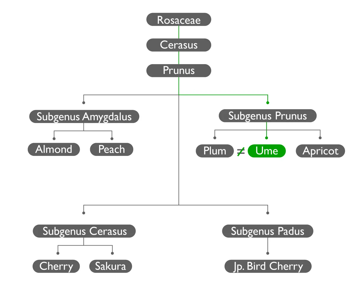 0914_Ume_FamilyTree_mobile.png