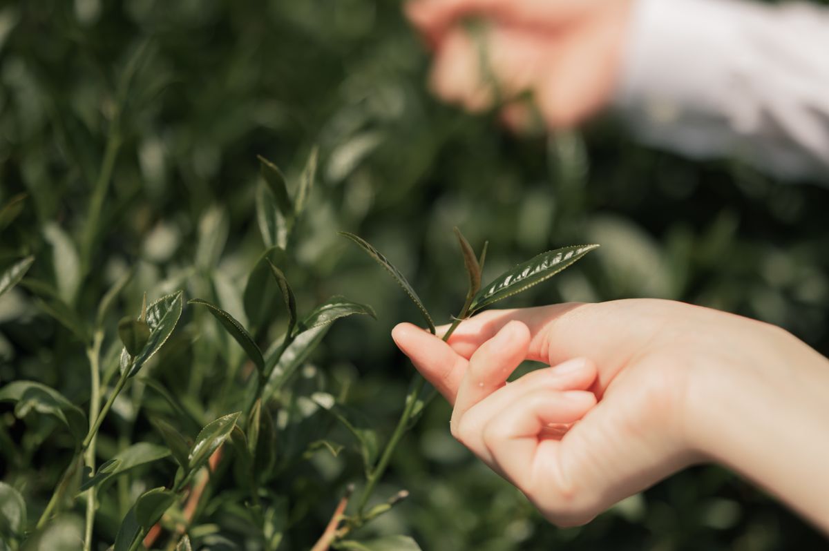 長信名茶 | 