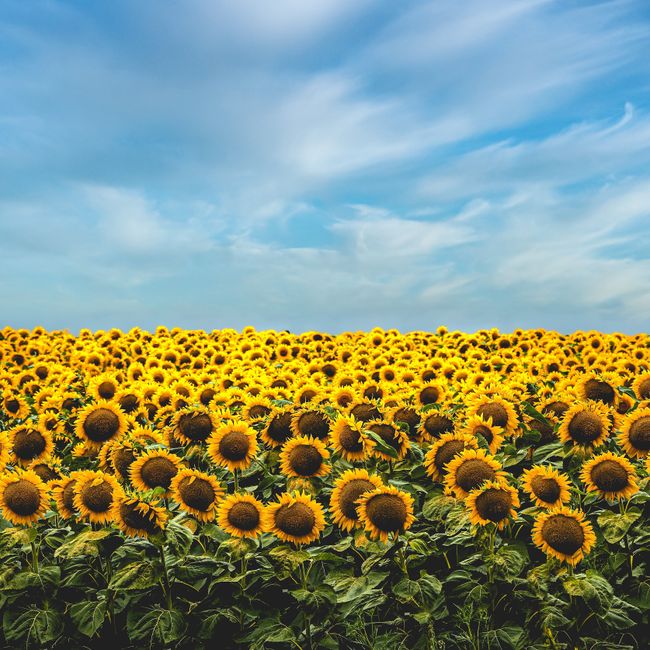 PengYou Bookstore |  - MORE BOOKS