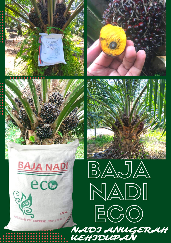 BAJA NADI |  - BAJA NADI ECO