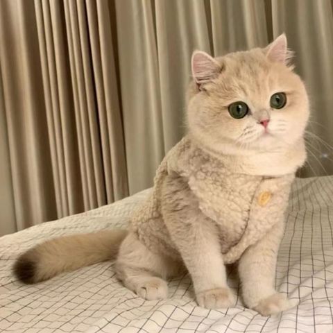 羔羊絨背心 圖1