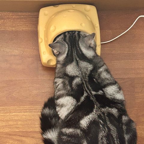 貓咪起司喝水碗 圖1