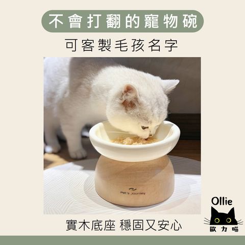 不會打翻的寵物碗 首圖