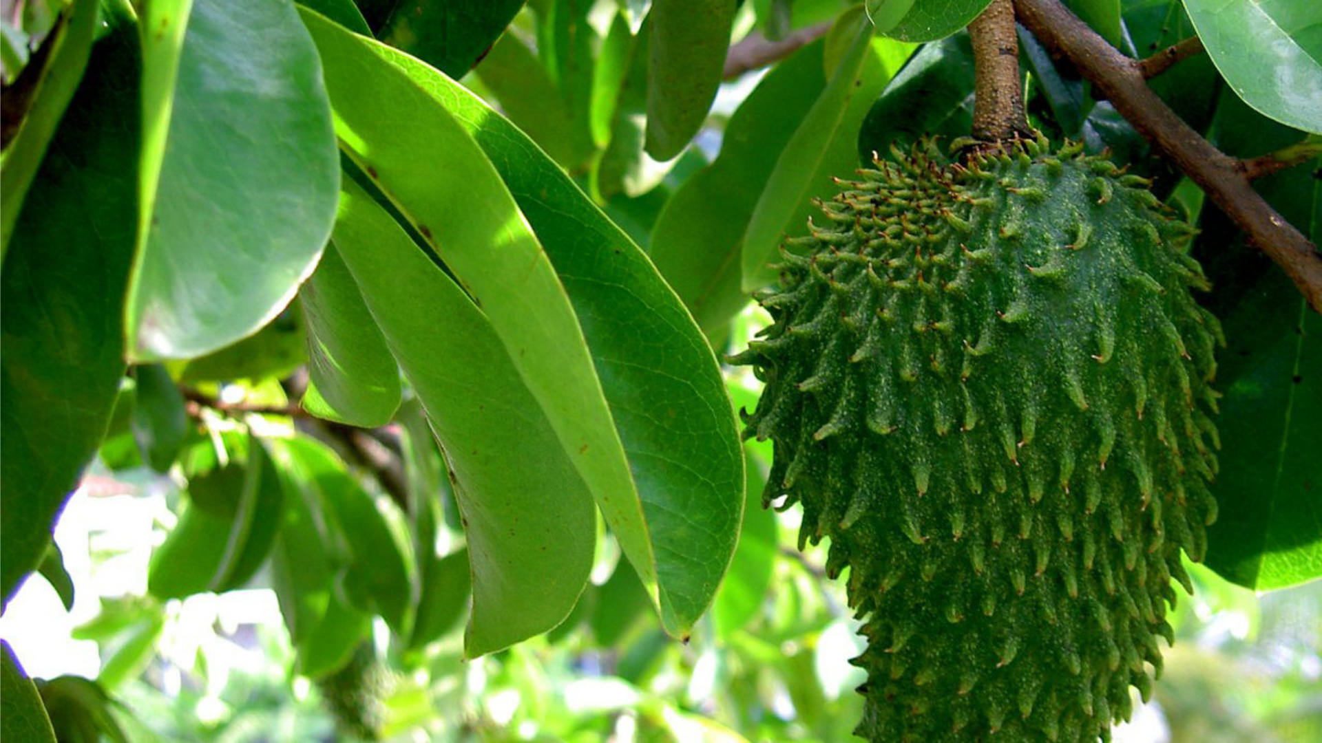 Dodolike | SOURSOP LEAF TEA