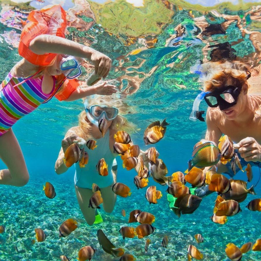 Langkawi Coral |  - SNORKELLING